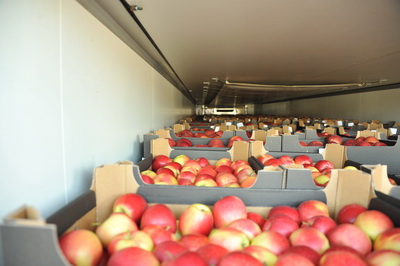 Более 120 тон польских яблок и груш задержали смоленские таможенники