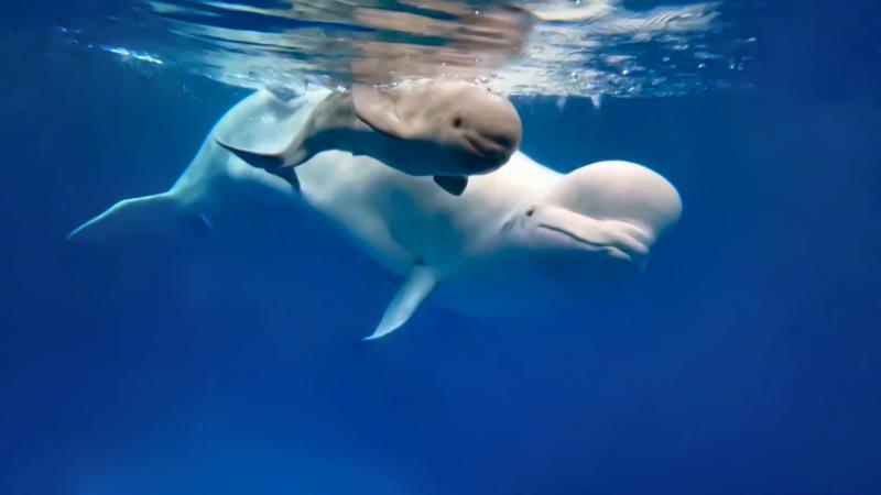 Единственный в своем роде: в дельфинарии Приморского океанариума родился белый кит