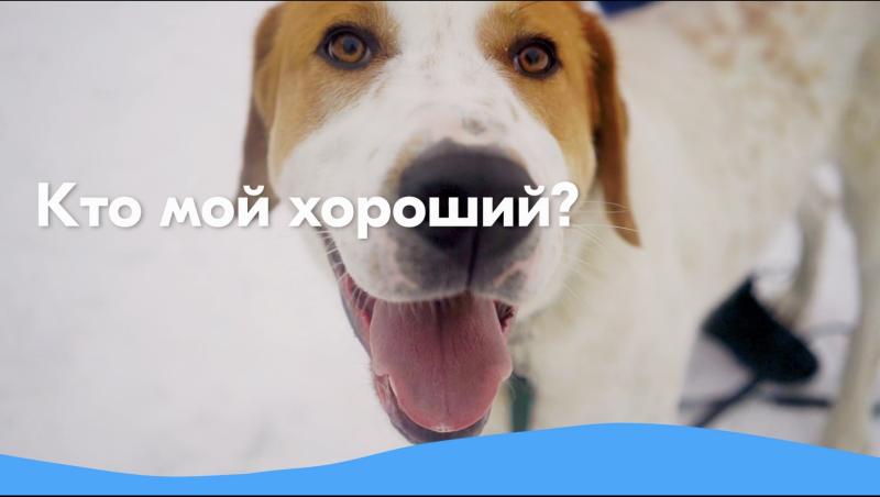 Благодаря клиентам маркетплейса Ozon и программе Ozon Забота собаки и кошки московских и подмосковных приютов стали на 20 тонн корма счастливее!