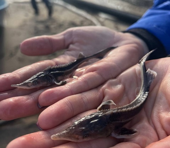 АО «Транснефть – Прикамье» выпустило в водоемы более 100 тысяч мальков ценных рыб в 2025 году