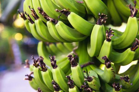 Едите зелёные бананы? Врач Садыков объяснил, когда это опасно